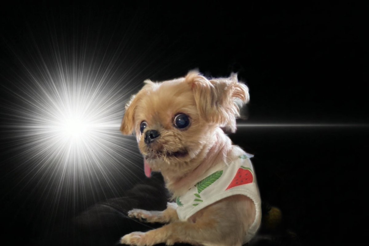 ぱんなこった。 tweet media