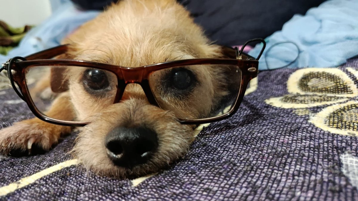 ⋮RIP⋮ KYODEI :3c .ᐟ🌲🌸🌭 ceo tweet media