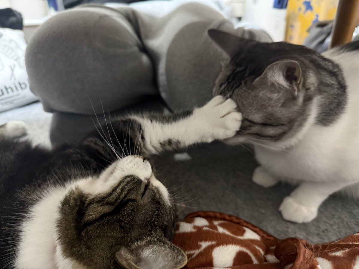 グリ🐈🐑 tweet media