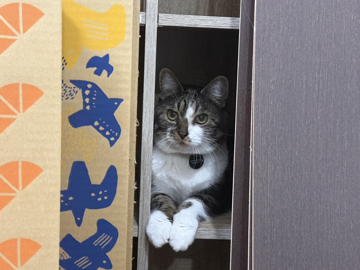 グリ🐈🐑 tweet media