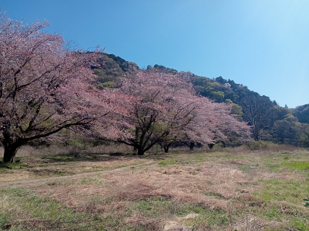 onarachan's tweet photo. おれのなわばりは今年も平和 https://t.co/C2NLIrdkCA