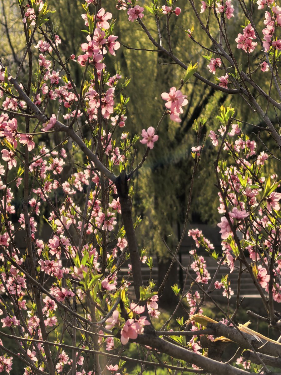 Deng_919 tweet media