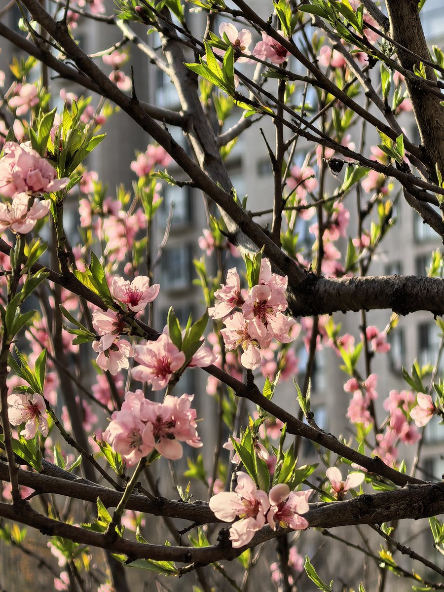 Deng_919 tweet media