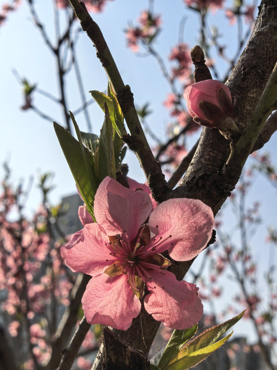 Deng_919 tweet media