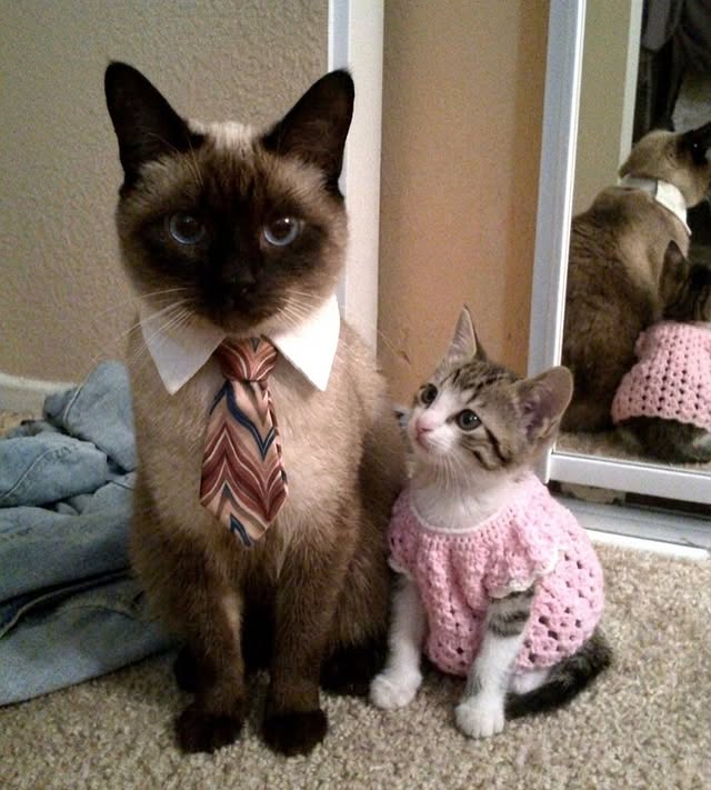 The Pets 𝕏 tweet media