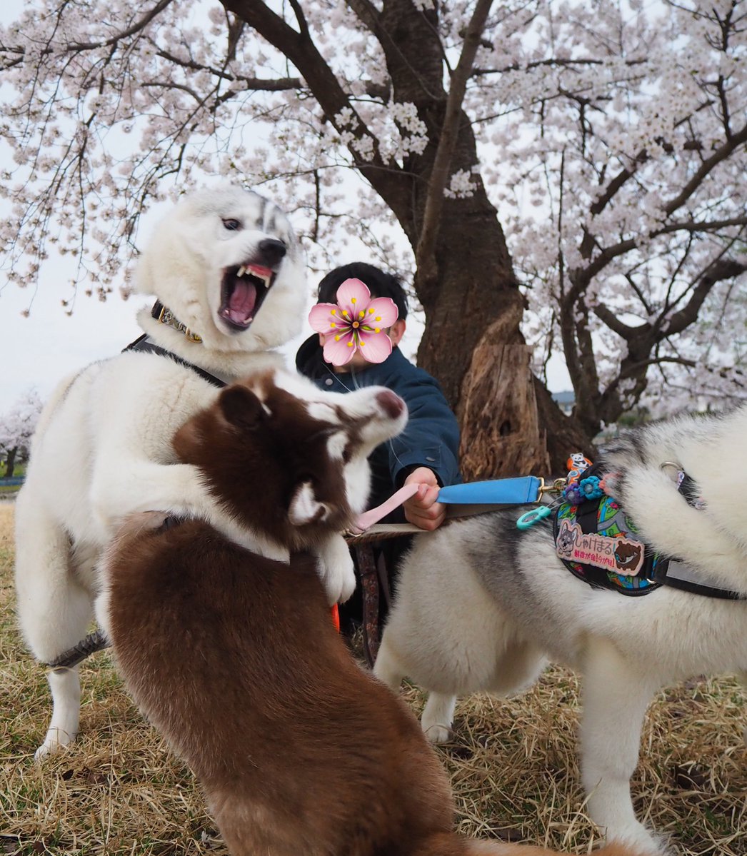 ふくまる＋ぶな＝ tweet media