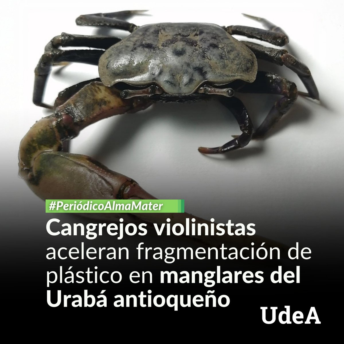 Universidad de Antioquia tweet media