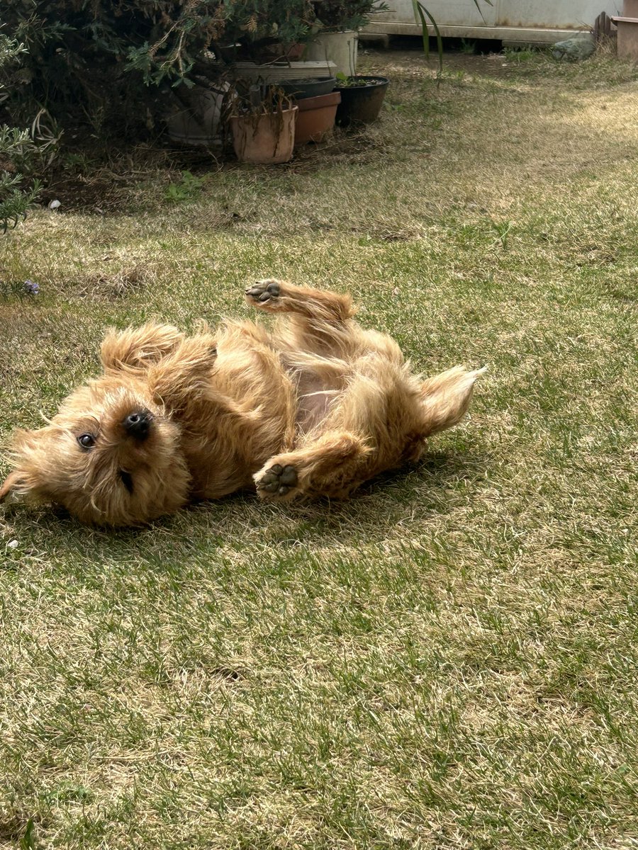 甘々太郎 tweet media