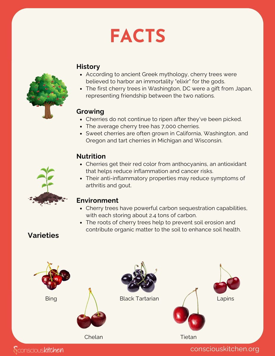 consciouskitchn's tweet photo. April’s Organic Produce of the Month: Cherries! 🍒

Sweet, juicy, and bursting with flavor, cherries are a favorite in late spring and early summer. Grown in balanced ecosystems, cherry trees rely on pollinators. Organic practices help protect them and support biodiversity. 🌱 https://t.co/qu0msVEOuh