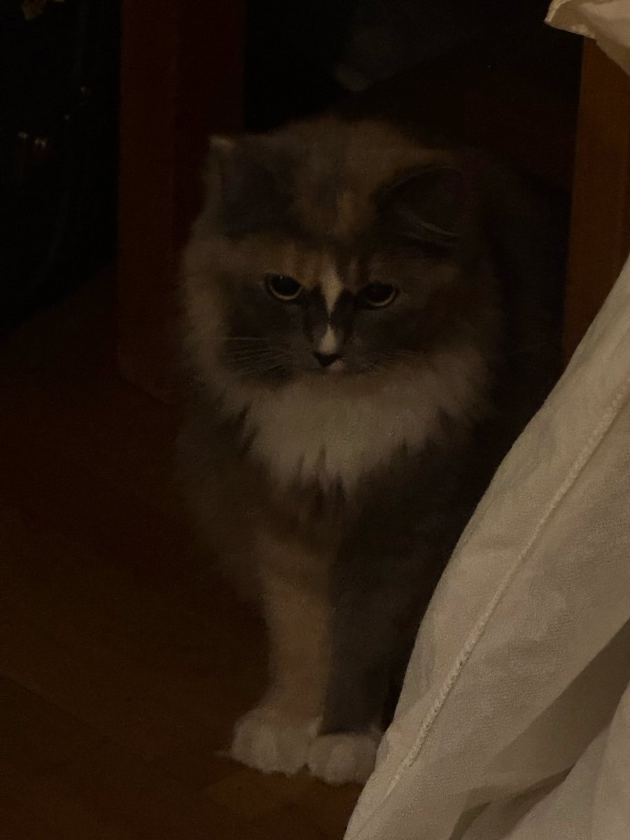 PetraTheUnsure's tweet photo. She’s so pretty https://t.co/eqaByGhyct