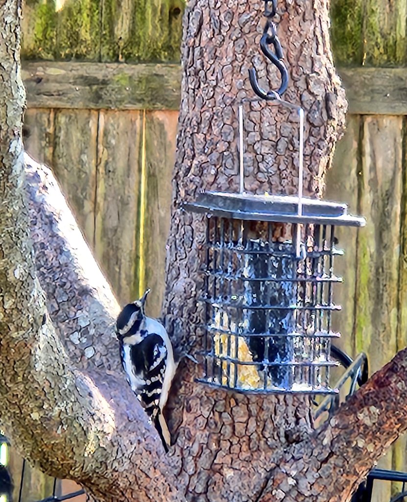 Biden's Ukrainian Pension Fund. 🌎🐾🌿💚🇵🇸🔻 tweet media