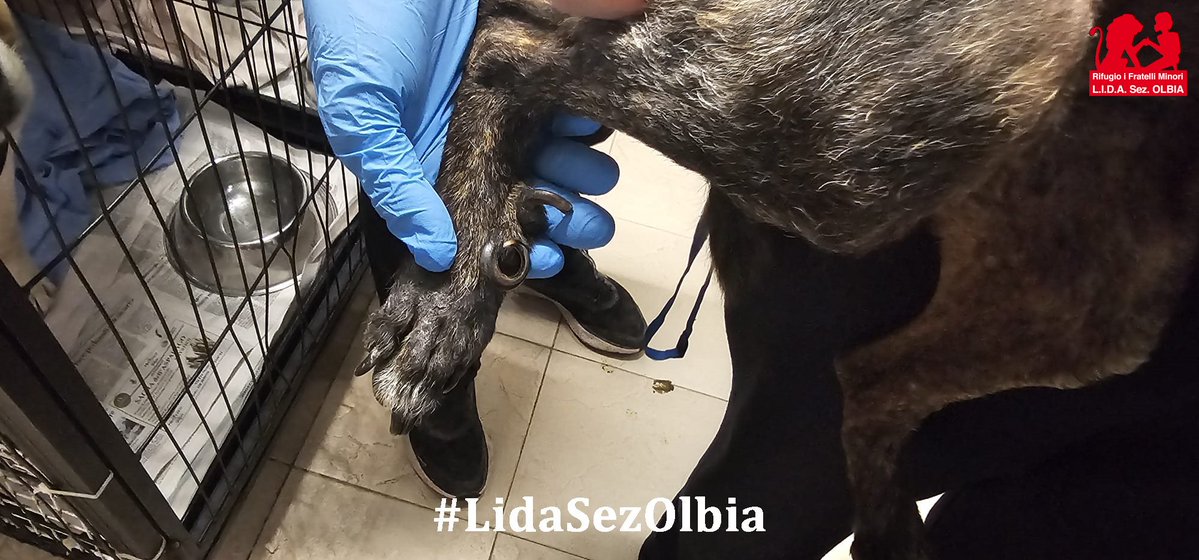 Lida sez. Olbia ODV tweet media