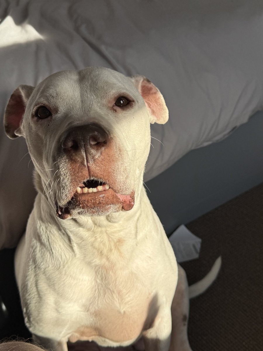 Jchris smith 🏴󠁧󠁢󠁳󠁣󠁴󠁿⚡️ (@jchrisbalo91) on Twitter photo 