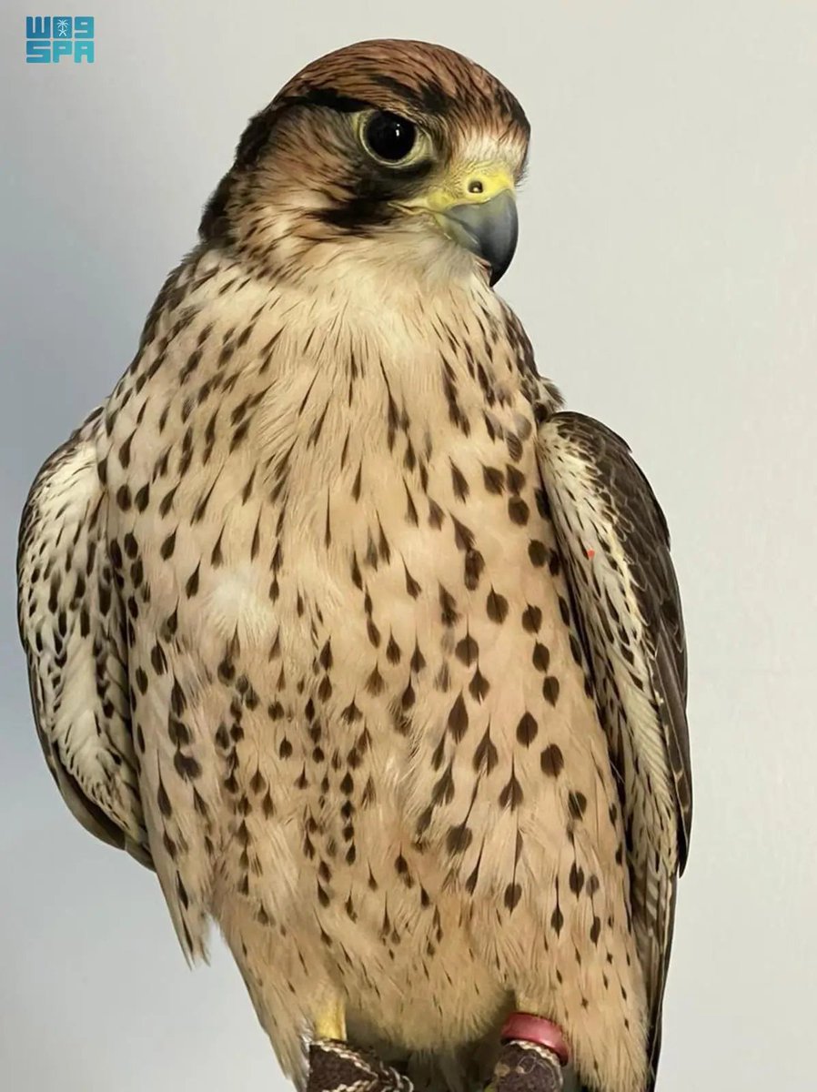 واس العلمي tweet media