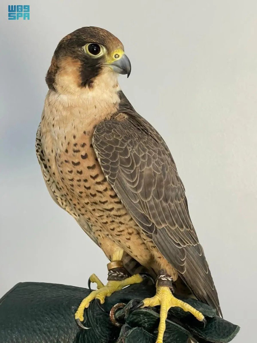 واس العلمي tweet media