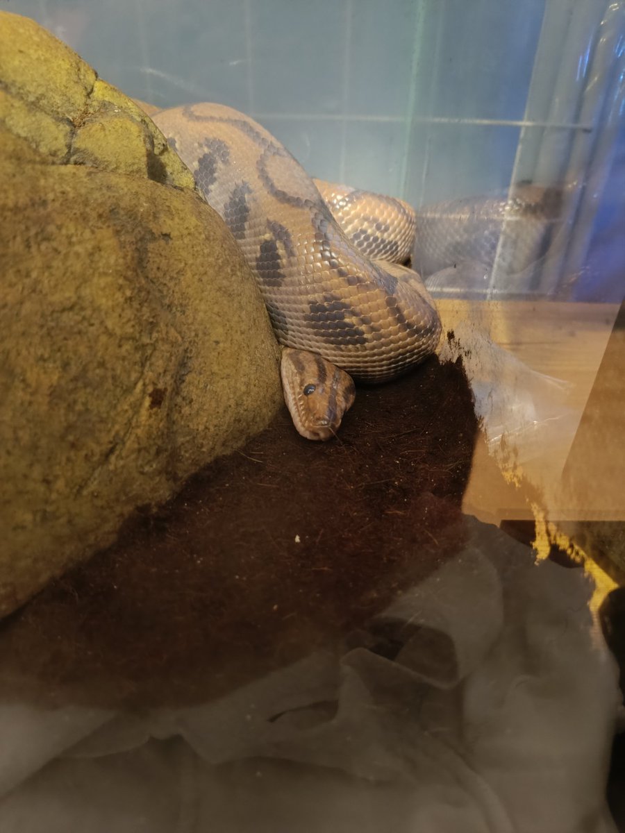 Kobra 🇭🇺🇸🇰 tweet media