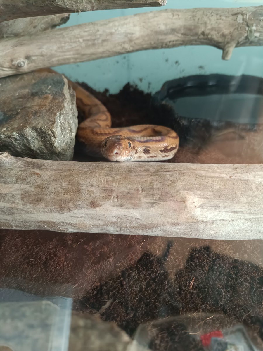 Kobra 🇭🇺🇸🇰 tweet media