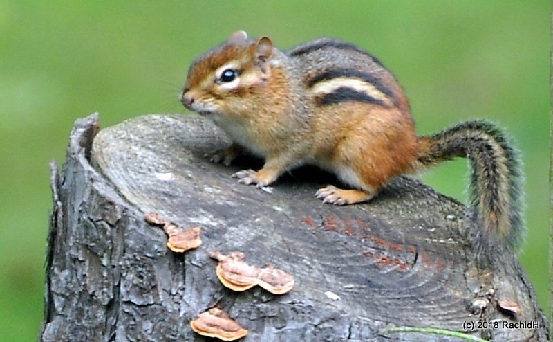 rachidH's tweet photo. #EasternChipmunk #Chipmunk #Tamia #Tstriatus #TamiaRayé #Sparta #NJ #NewJersey
Rachid H shared a photo with you from the Flickr app! Check it out:
https://t.co/rigkTCu68w https://t.co/0T2QfeUsNm