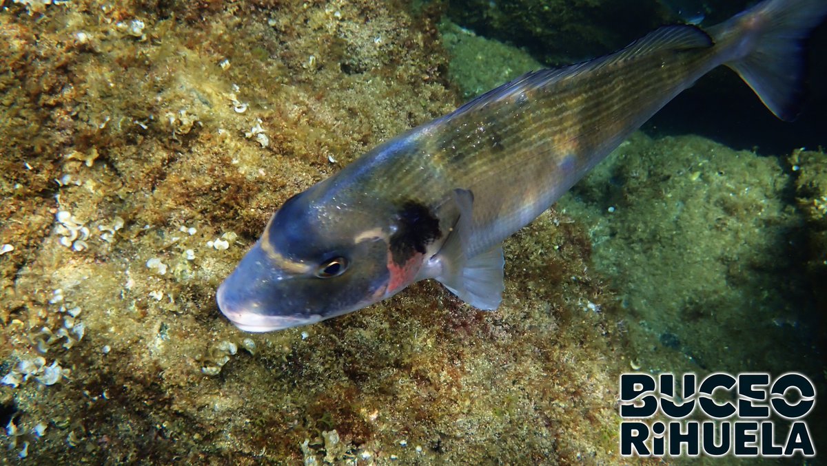 BuceOrihuela tweet media