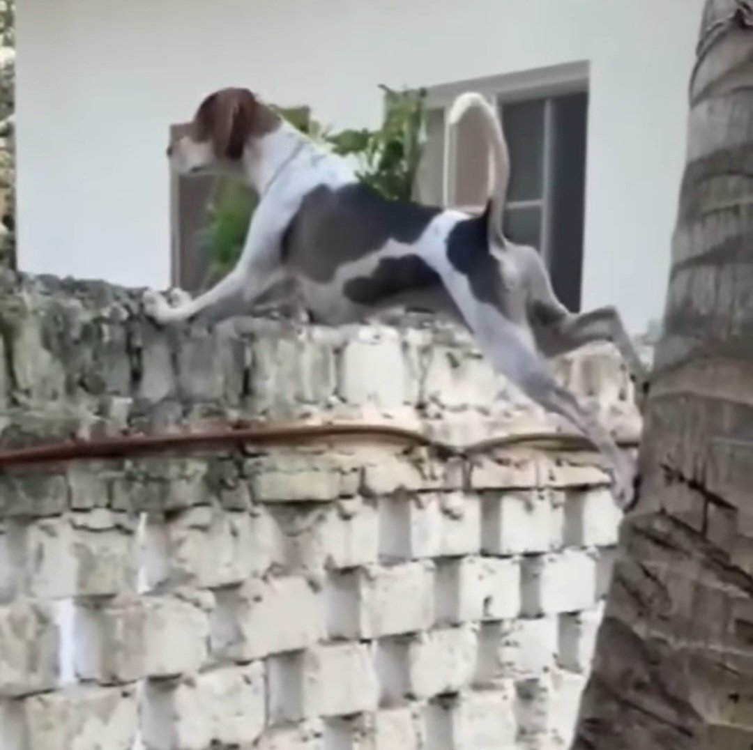 وہ آج اڈیالہ کی دیوار پر چڑھ کر احتجاج کرنے والے یوتھیوں کو دیکھتا رہا لیکن یوتھی کہیں دور دور تک نظر نہیں آئے۔۔
🤣😜