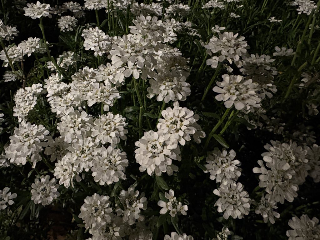 ريّان tweet media