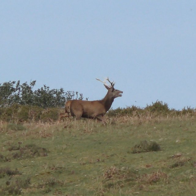 North Dorset Hunt Saboteurs tweet media