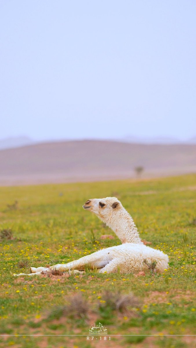 ابو طارق السليمي tweet media