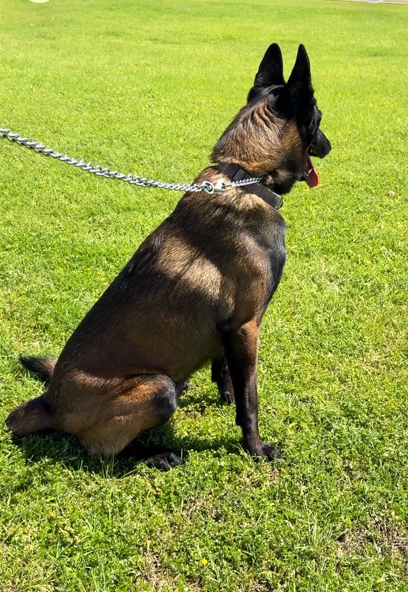 Pepita Corona tweet media