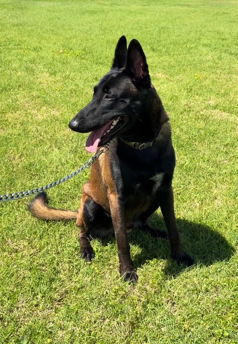 Pepita Corona tweet media