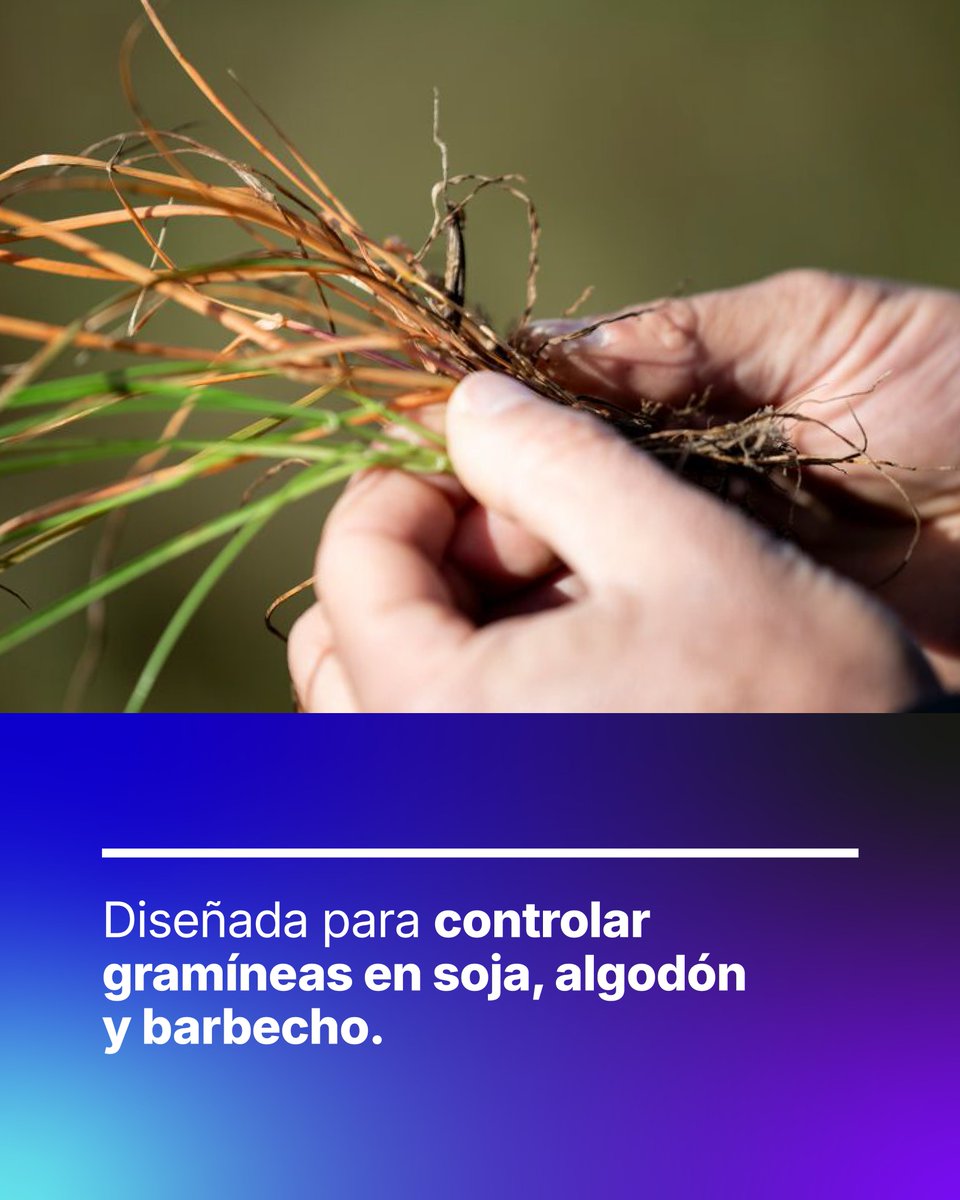 Syngenta Argentina tweet media