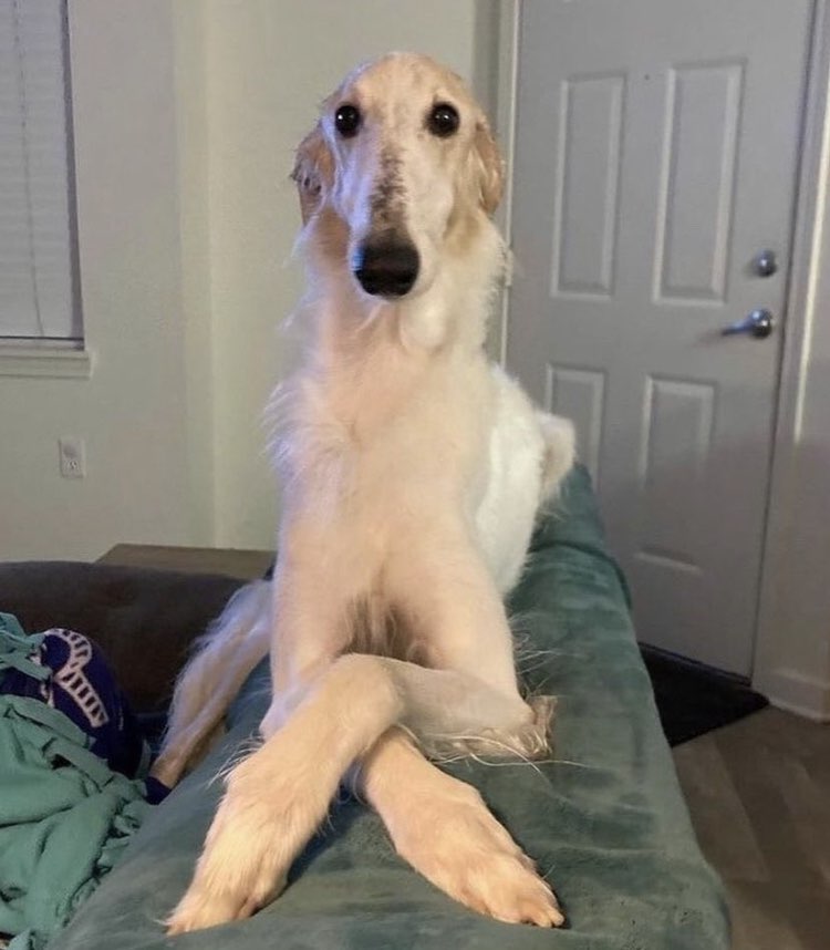 SweetHelmets tweet media