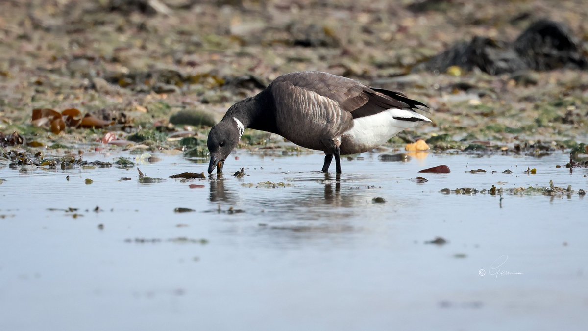 BC_Gemma's tweet photo. A rare winter visitor to Ireland from its nesting grounds in Siberia, the Dark-Bellied subspecies of Brent Goose - feeding with a flock of its Light-bellied cousins at Pilmore Co. Cork today. #Birds #RareBirds #BirdsSeenIn2026 https://t.co/hymfPfkf5I