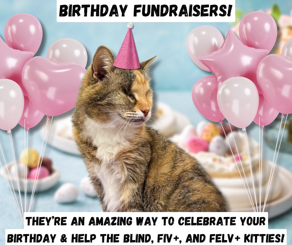 Blind Cat Rescue tweet media