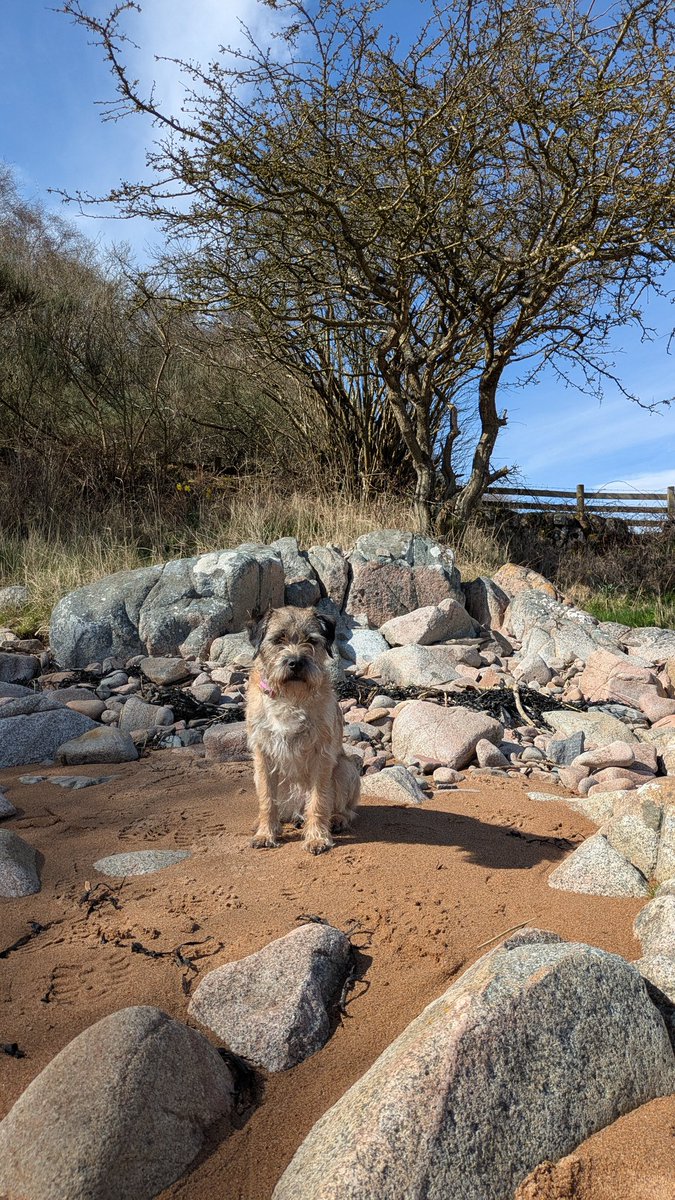 Millie The Border Terrier tweet media