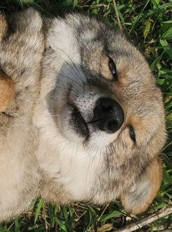 Texican yote tweet media