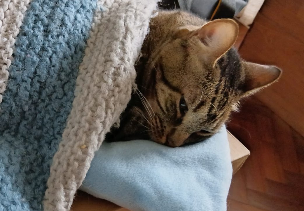 Robbert_1970's tweet image. Y en invierno que vas a hacer? 🌧️ 
#Junior 😸