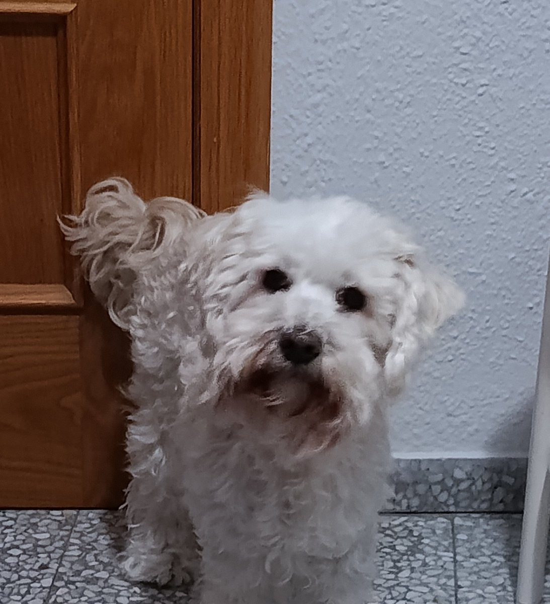 222 Tintinbluecita baneada 🎅🎄 tweet media