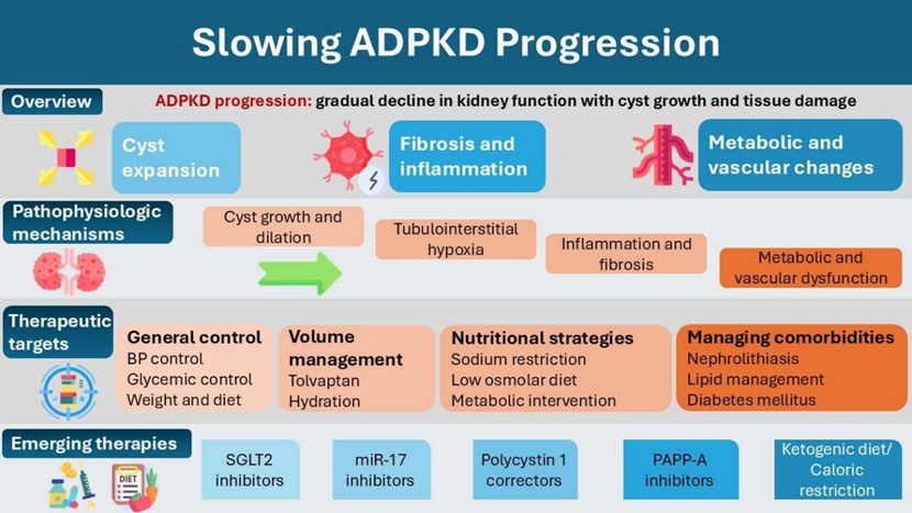 KIReports's tweet photo. 4/📍Our #Tweetorial is about Stopping progression in ADPKD and VA by @KajareeG https://t.co/MVNuwYp42c