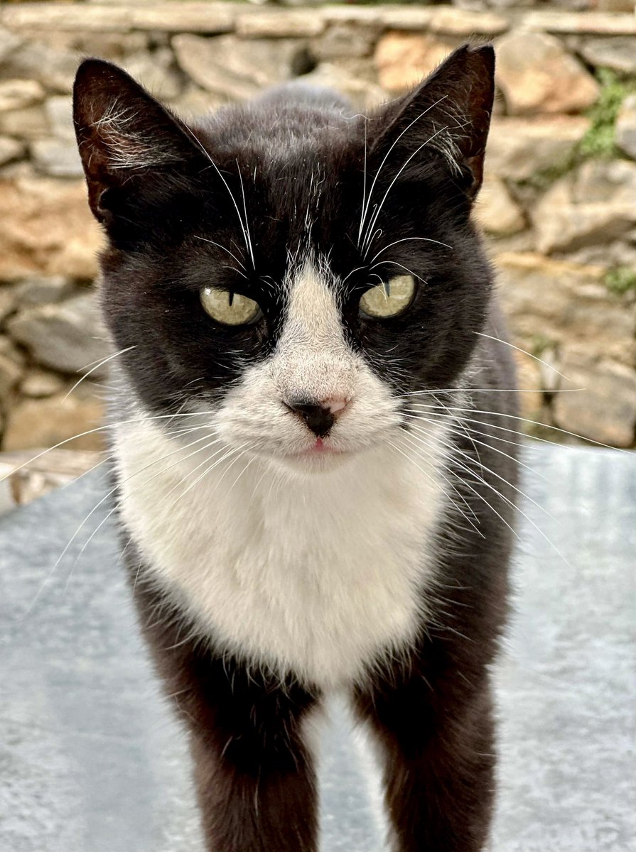 A close-up of Kaz, a friendly soul and neutered male, who lives in the hilltop village cat colony on this tiny Greek island where we care for the Aegean #Cats 
You can help the #cats by making a small donation to fund vital veterinary care and food. Purr!
gofundme.com/f/cats-of-irak…