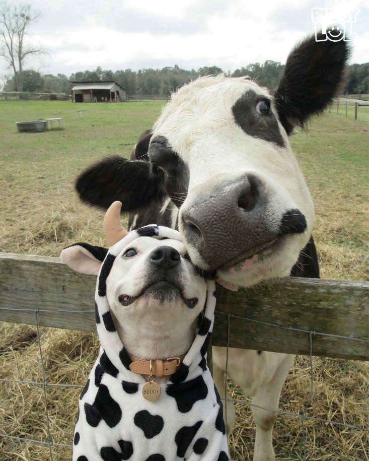 Tweets of Dogs tweet media