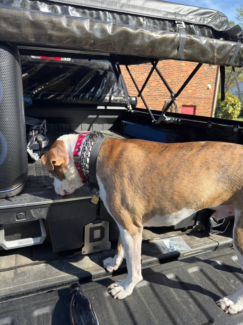 pastevensonjr's tweet photo. Him getting used to the truck bed https://t.co/h4yEPzthNk https://t.co/dQpJeZp1HD