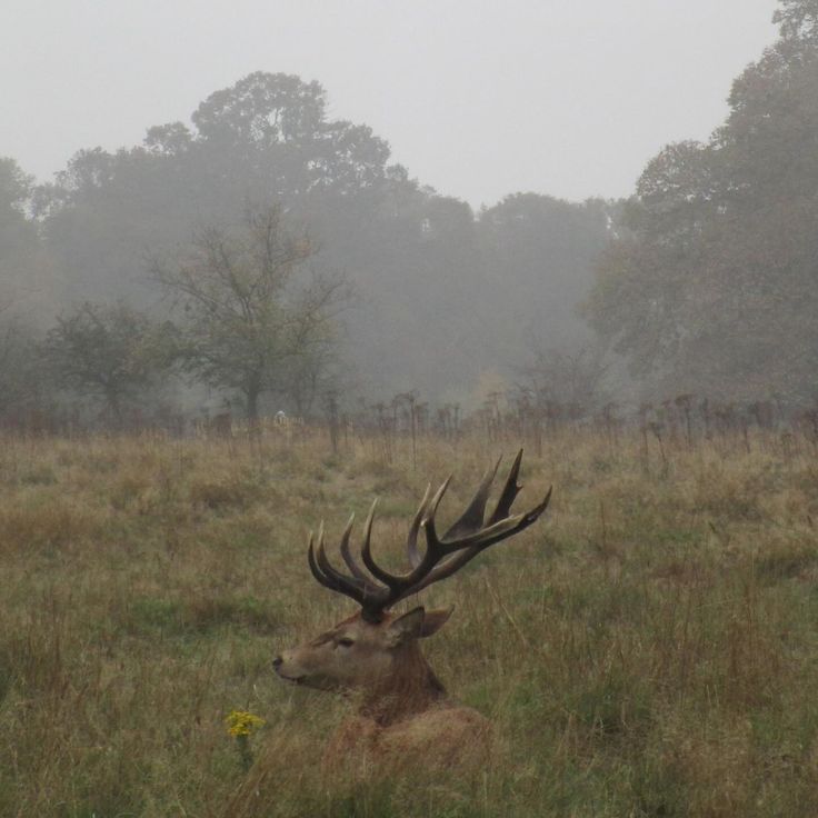 Valhrólf 𐀏🌲🌄 tweet media