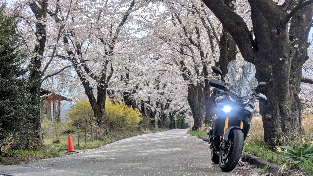 minmin688's tweet photo. お花見ツーリングまとめ
①桃源郷菜の花畑
②上川河川沿い（諏訪）
③眞原桜並木
④桃源郷ループ橋
来年は晴れてくれよ https://t.co/nlFv3n9npT
