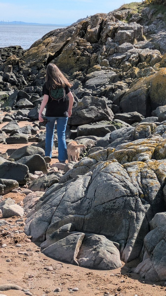 Millie The Border Terrier tweet media