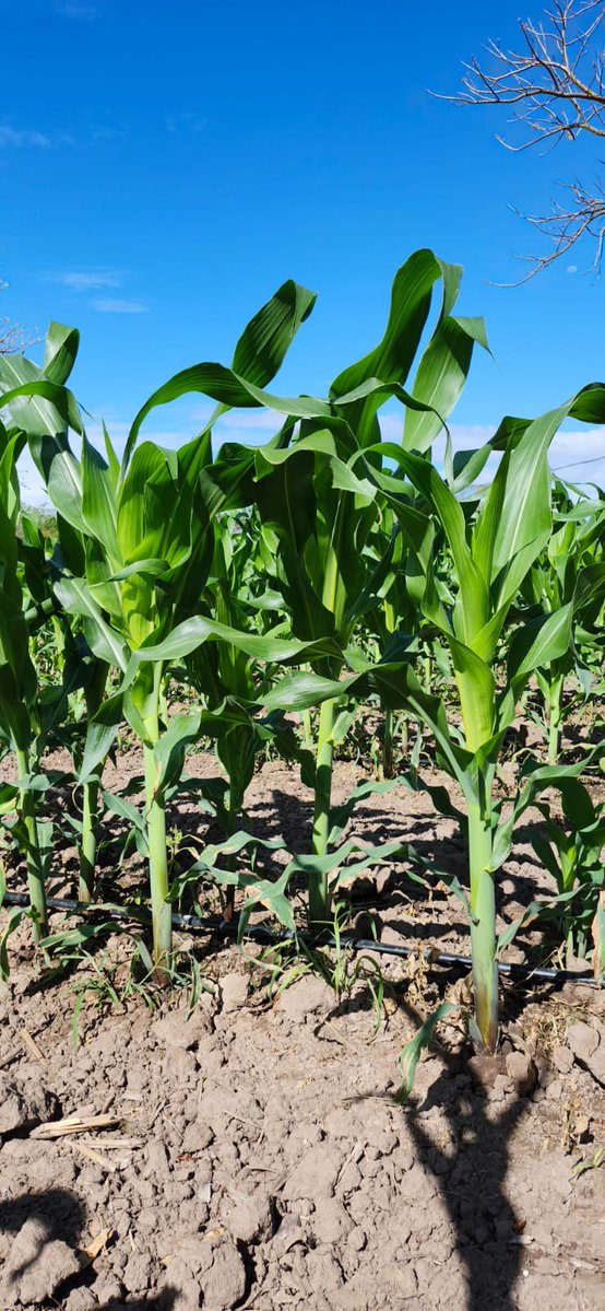 Flavio Najera tweet media