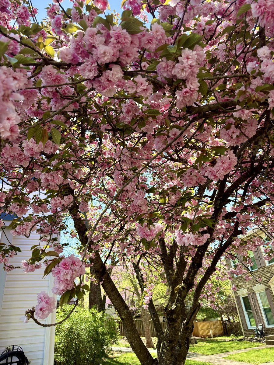 mitziplayer's tweet photo. Cherry Blossom Obsessing https://t.co/NuhZ7fKiD7