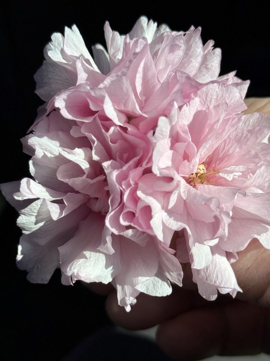 mitziplayer's tweet photo. Cherry Blossom Obsessing https://t.co/NuhZ7fKiD7