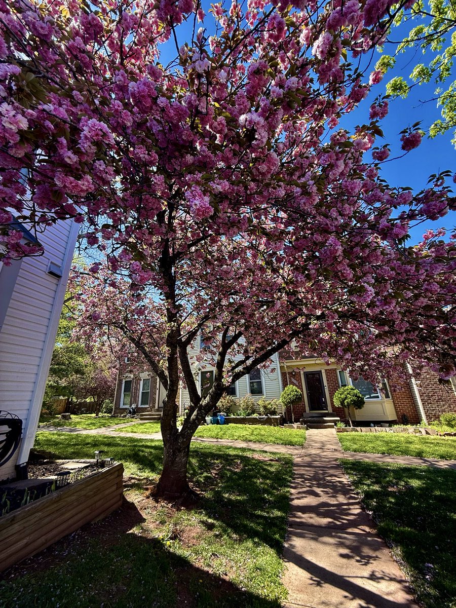 mitziplayer's tweet photo. Cherry Blossom Obsessing https://t.co/NuhZ7fKiD7