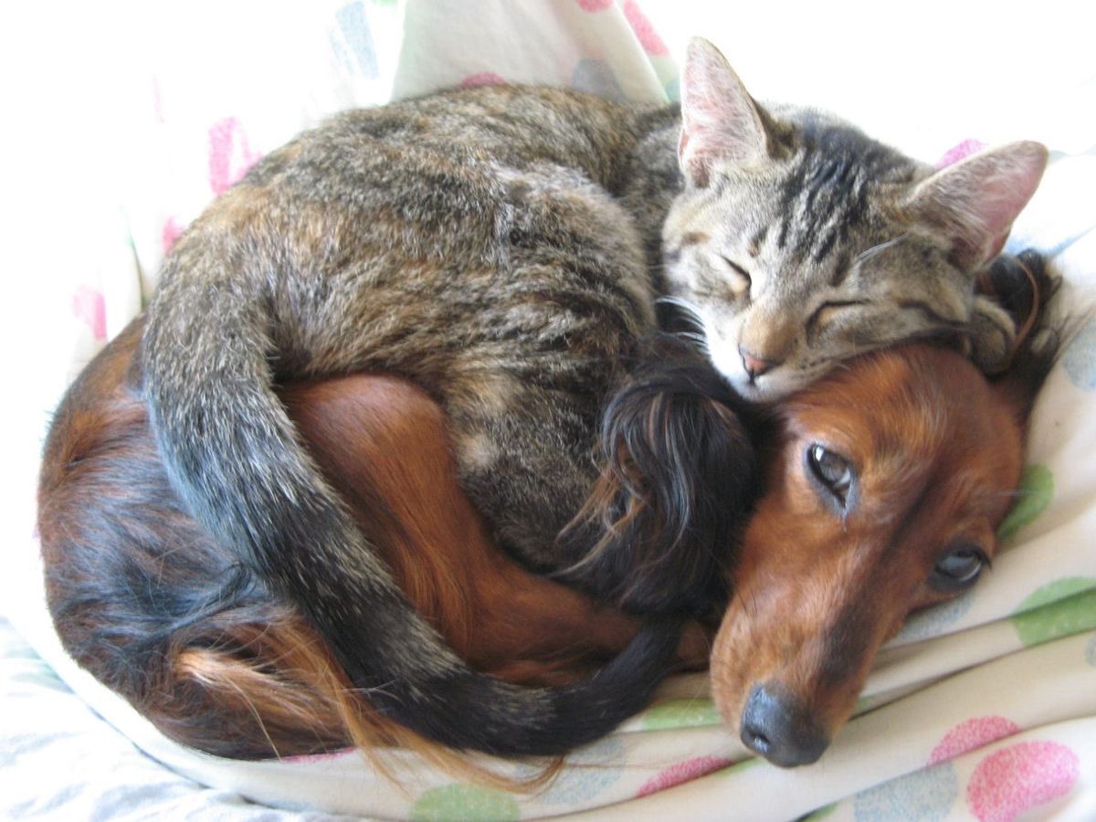 gal౨ৎ tweet media