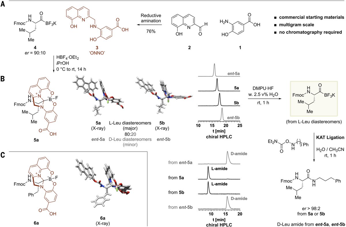 Boron_Chemistry's tweet image. Zwitterionic organoboron complexes for overcoming the concentration barrier in chemical protein synthesis ( @ScienceMagazine ): science.org/doi/10.1126/sc… ( @bode_lab ).